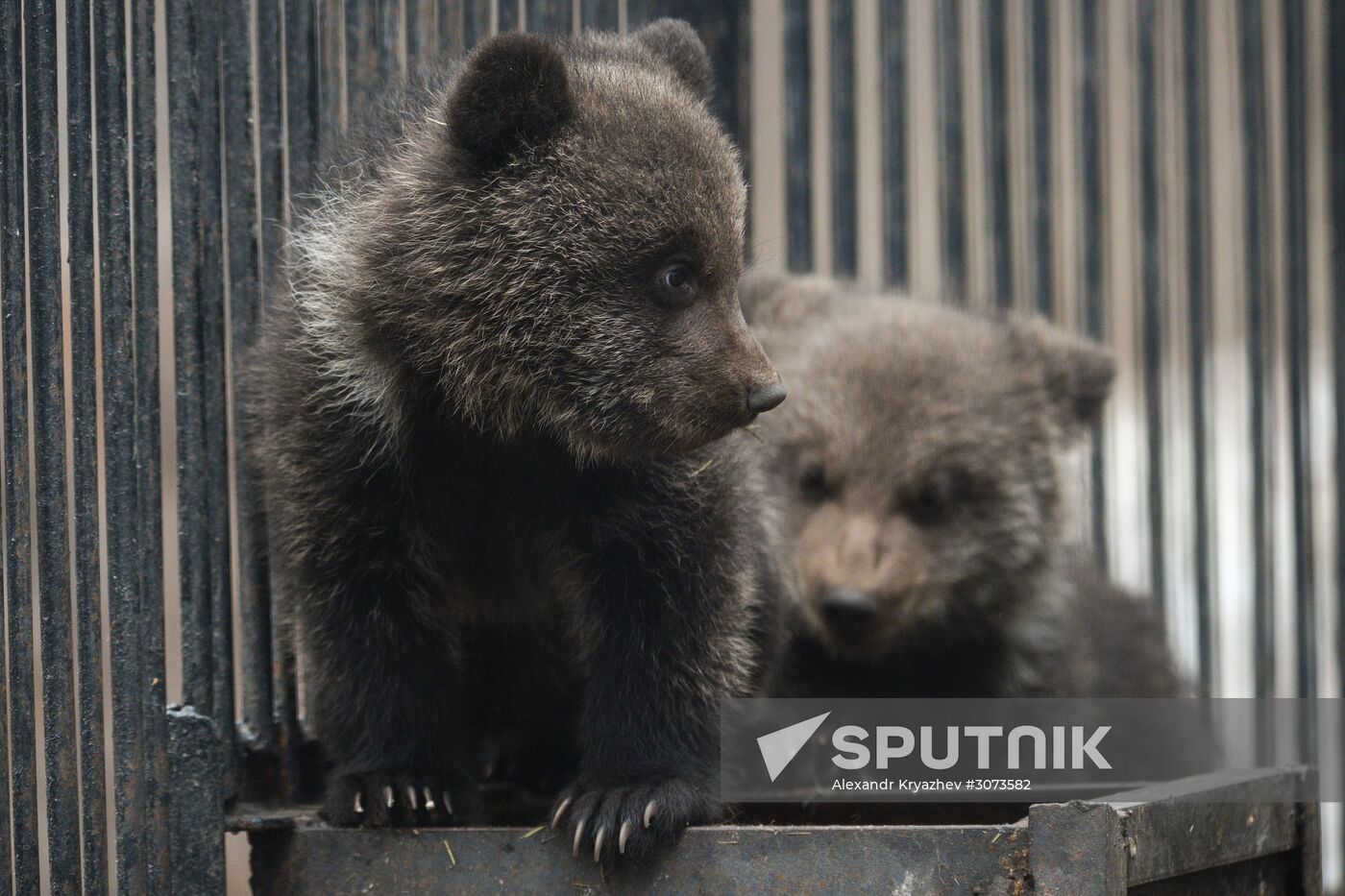 New arrivals at Novosibirsk Zoo