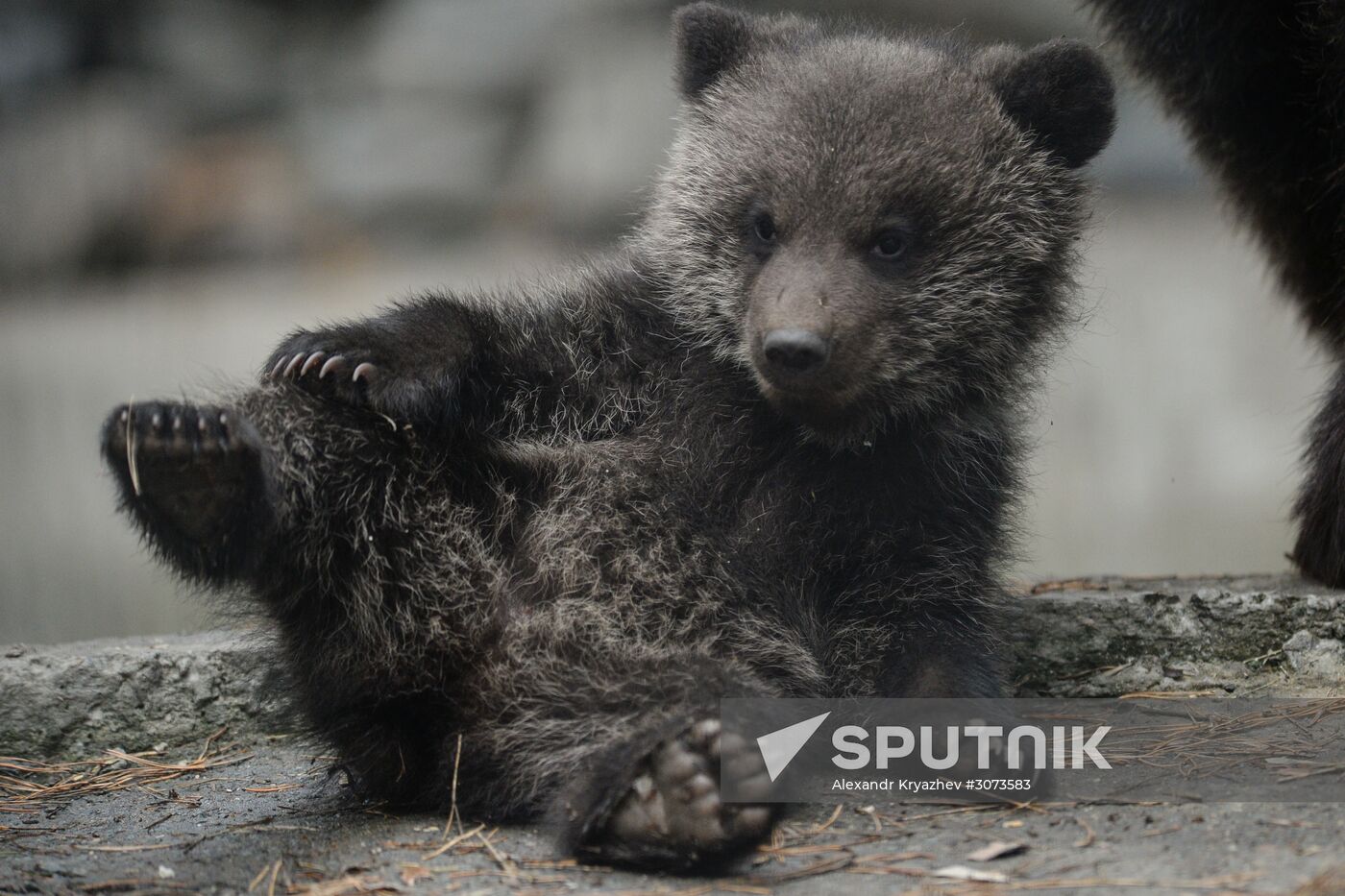 New arrivals at Novosibirsk Zoo