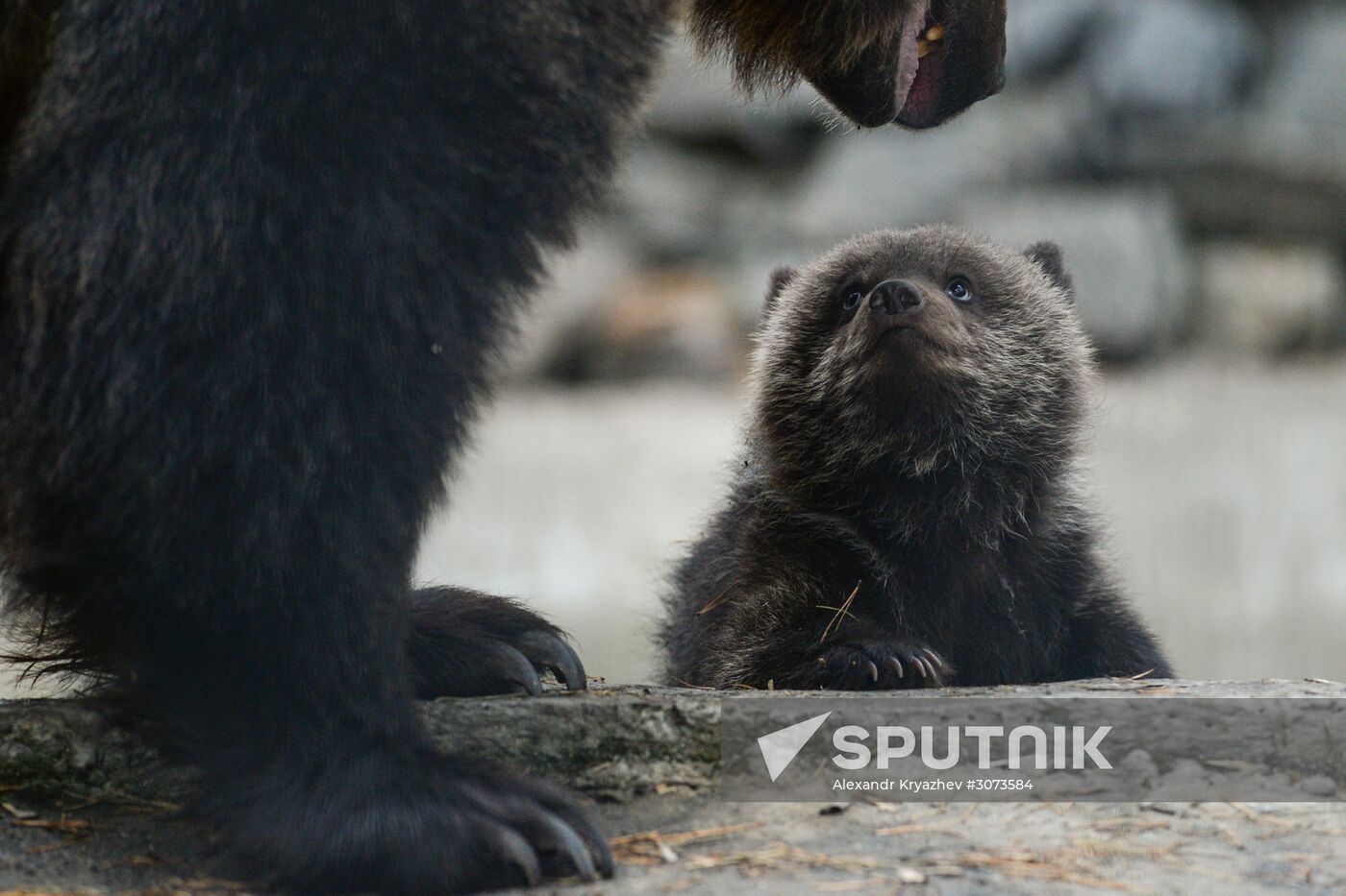 New arrivals at Novosibirsk Zoo