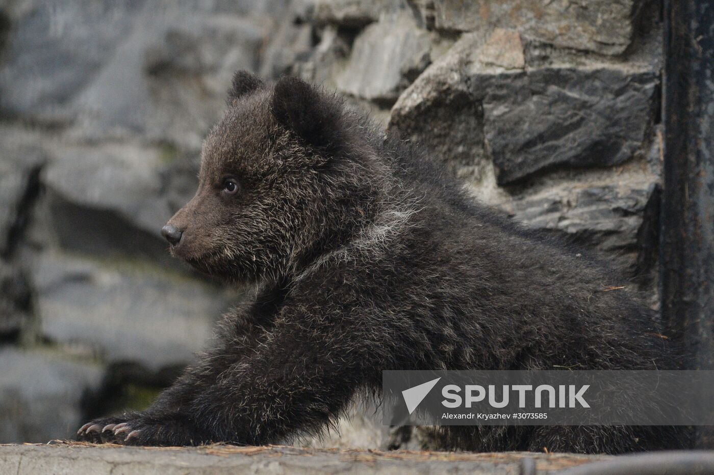 New arrivals at Novosibirsk Zoo