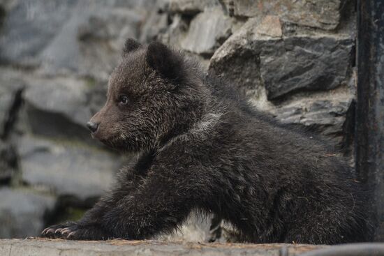 New arrivals at Novosibirsk Zoo