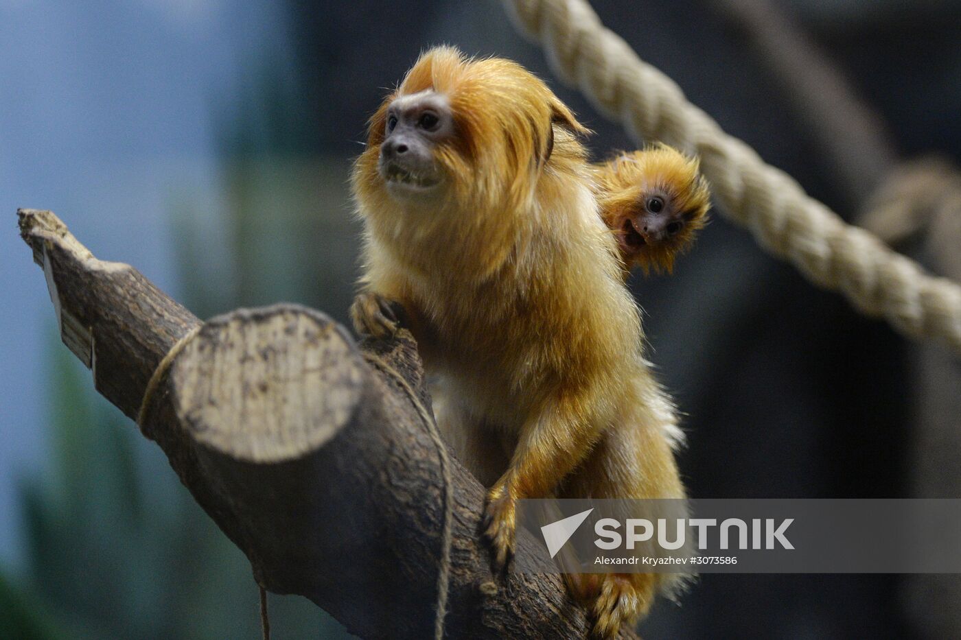 New arrivals at Novosibirsk Zoo