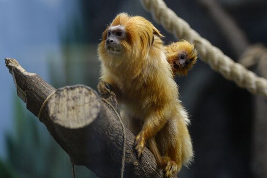 New arrivals at Novosibirsk Zoo