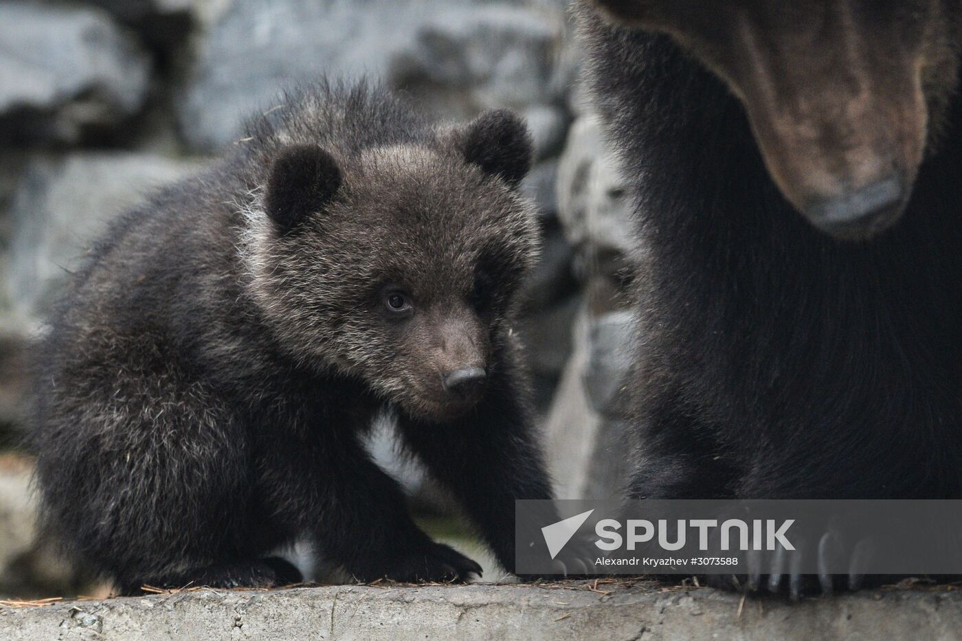 New arrivals at Novosibirsk Zoo