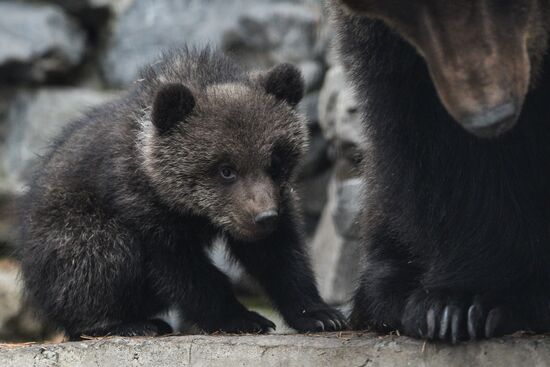 New arrivals at Novosibirsk Zoo