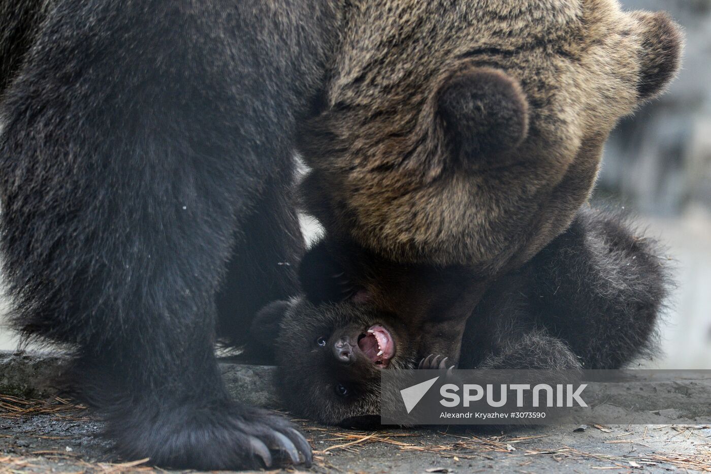 New arrivals at Novosibirsk Zoo