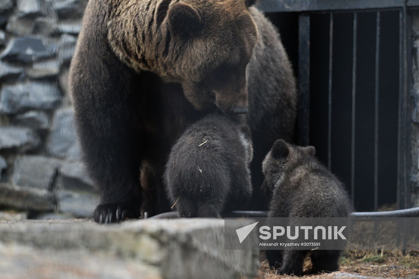 New arrivals at Novosibirsk Zoo