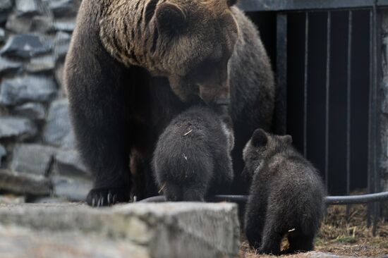 New arrivals at Novosibirsk Zoo