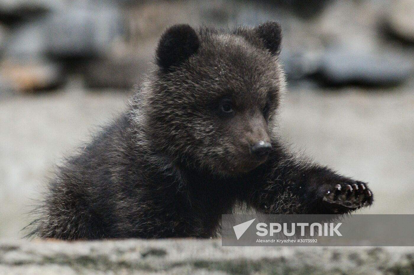 New arrivals at Novosibirsk Zoo