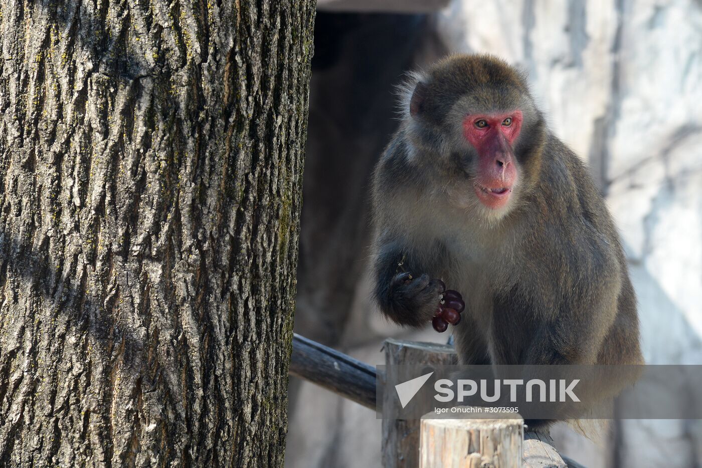 Priamursky Zoo in Khabarovsk
