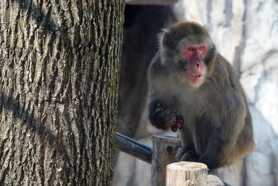 Priamursky Zoo in Khabarovsk