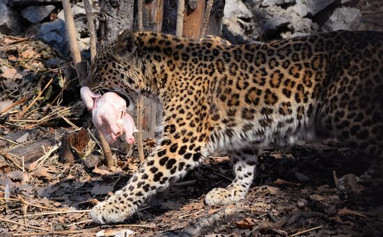 V.Sysoyev Zoo in Khabarovsk