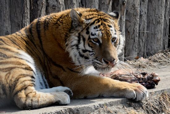 Priamursky Zoo in Khabarovsk