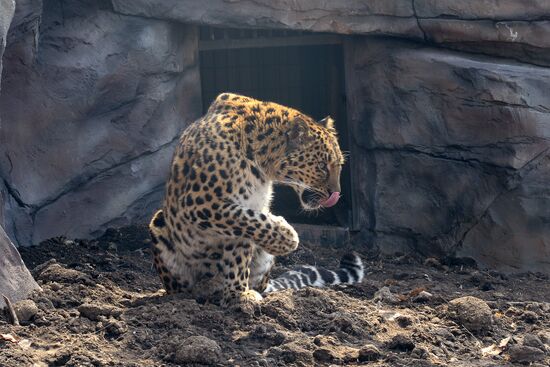 V.Sysoyev Zoo in Khabarovsk