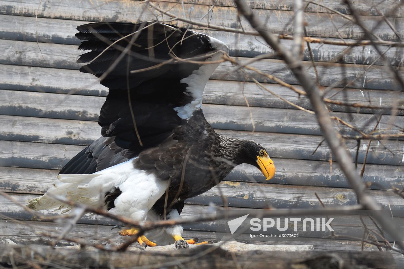 Priamursky Zoo in Khabarovsk