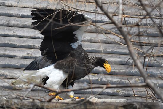 Priamursky Zoo in Khabarovsk
