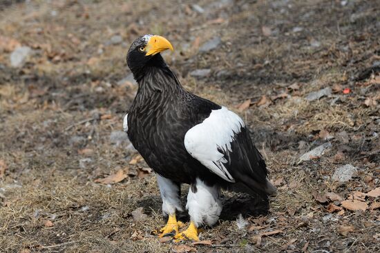 Priamursky Zoo in Khabarovsk