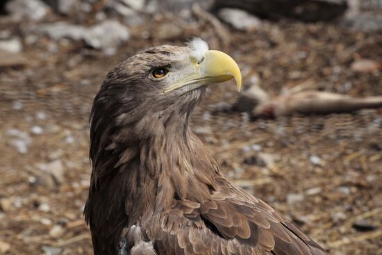 Priamursky Zoo in Khabarovsk