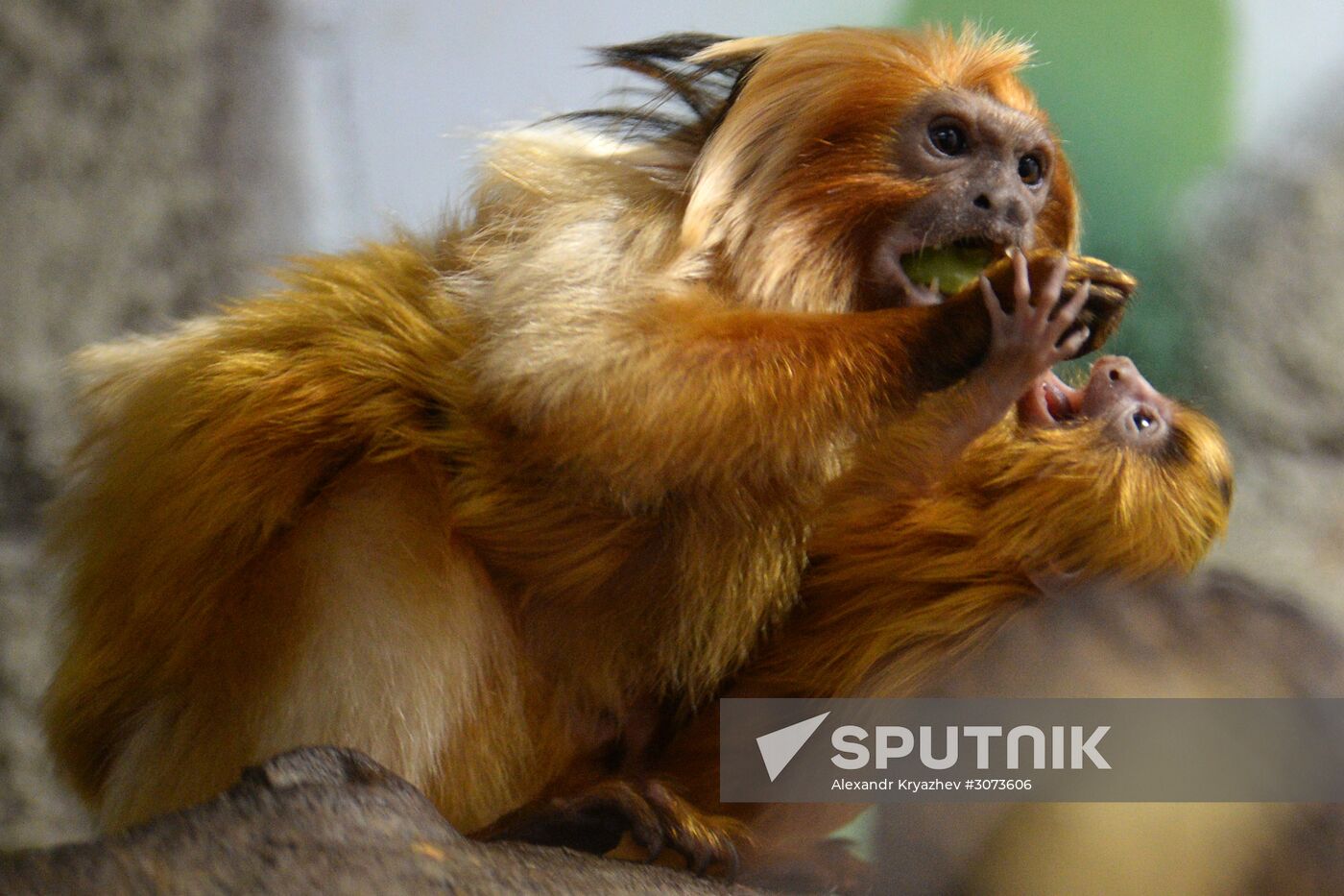 New arrivals at Novosibirsk Zoo