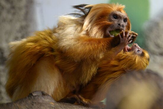 New arrivals at Novosibirsk Zoo