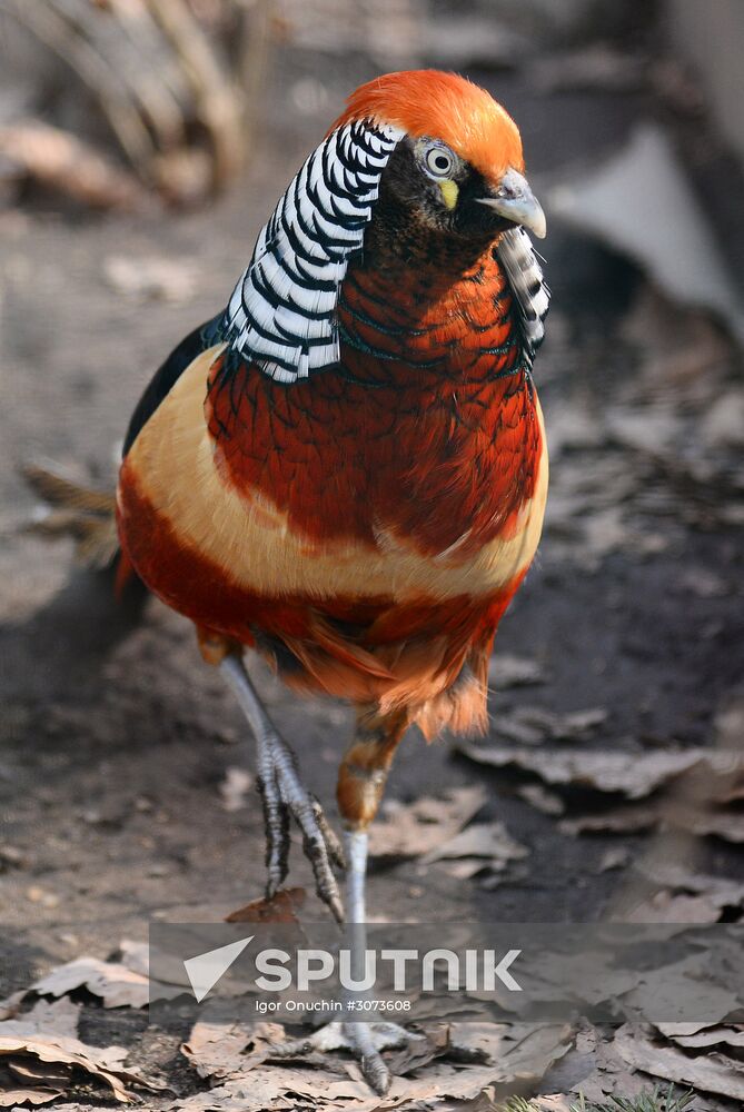 Priamursky Zoo in Khabarovsk