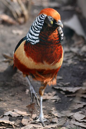 Priamursky Zoo in Khabarovsk