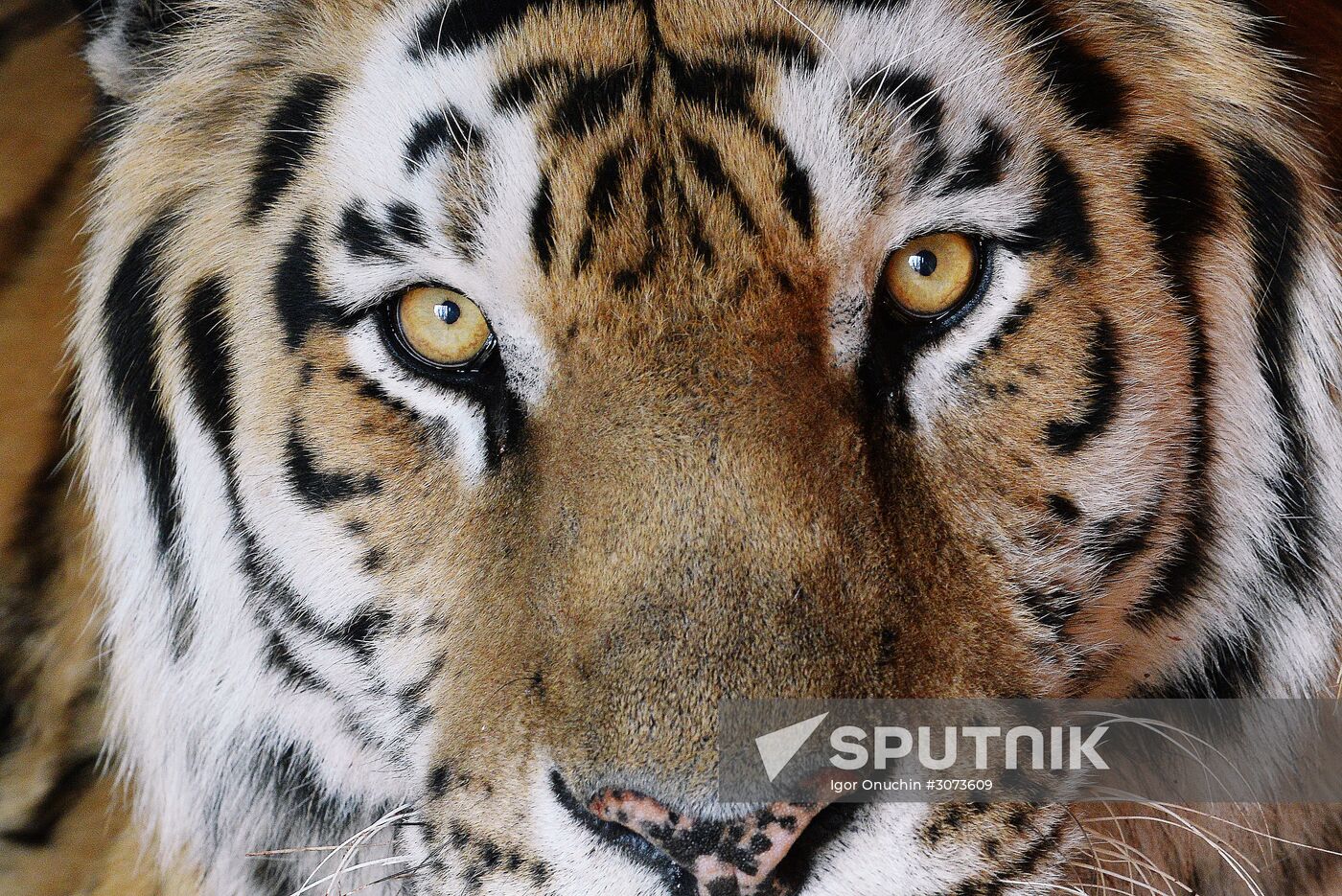 Priamursky Zoo in Khabarovsk