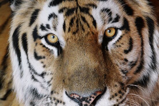 Priamursky Zoo in Khabarovsk