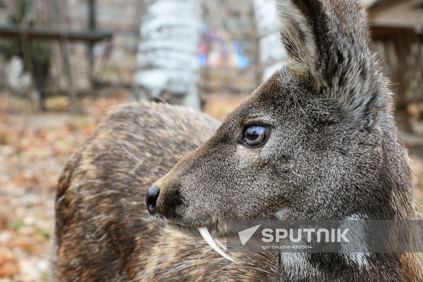 V.Sysoyev Zoo in Khabarovsk