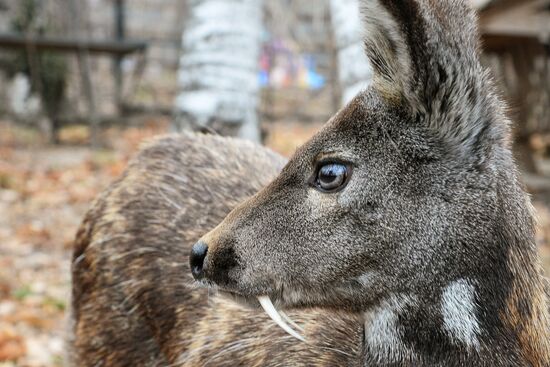 V.Sysoyev Zoo in Khabarovsk