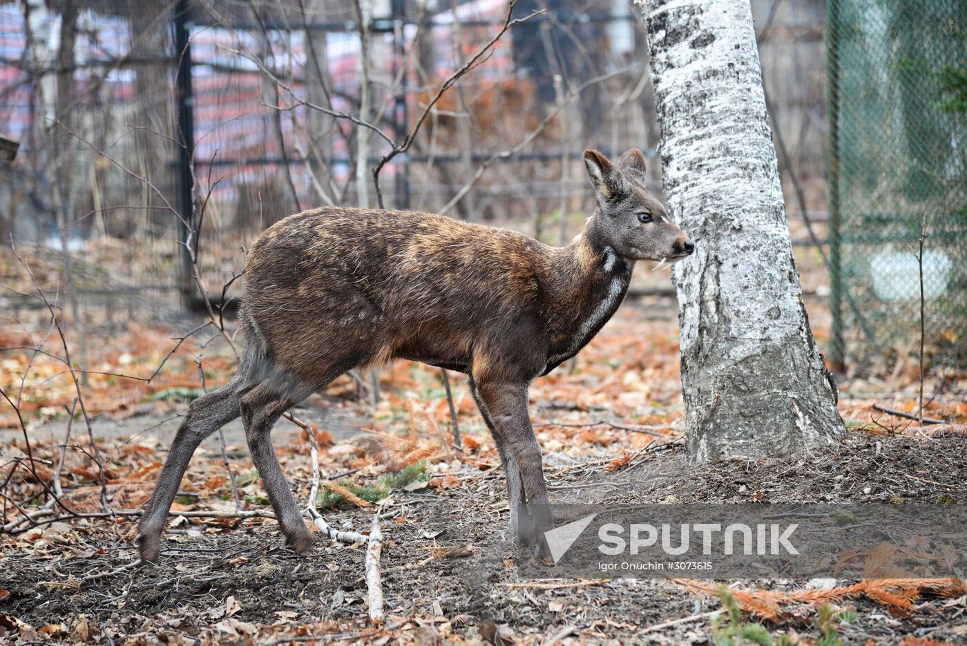 V.Sysoyev Zoo in Khabarovsk