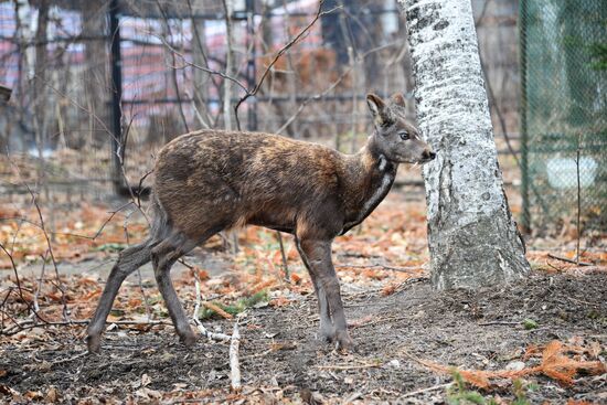 V.Sysoyev Zoo in Khabarovsk