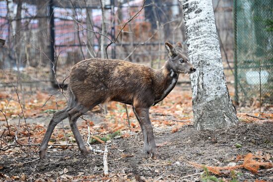 V.Sysoyev Zoo in Khabarovsk