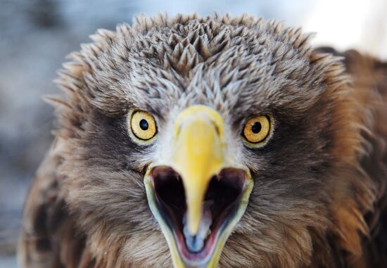 V.Sysyoev Zoo in Khabarovsk