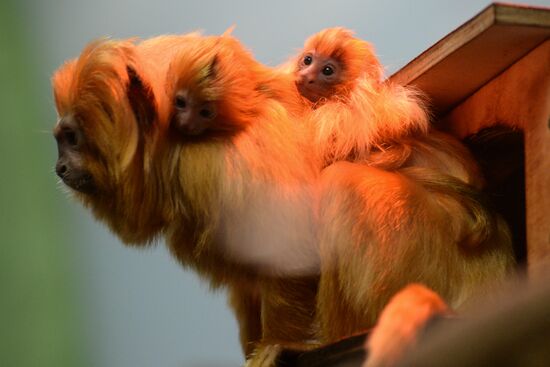 New arrivals at Novosibirsk Zoo