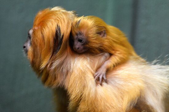 New arrivals at Novosibirsk Zoo
