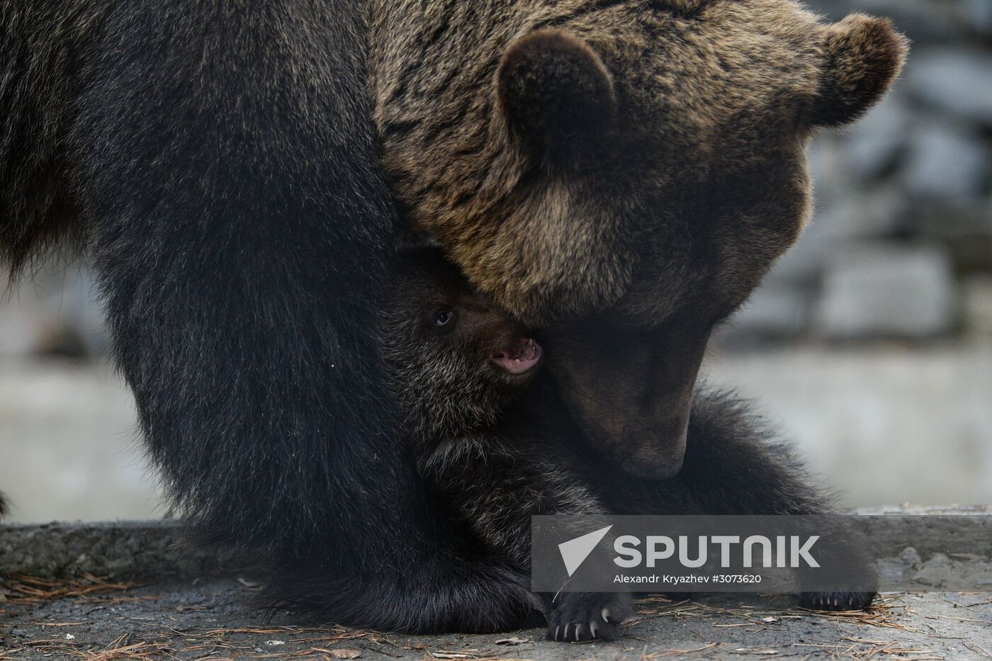 New arrivals at Novosibirsk Zoo