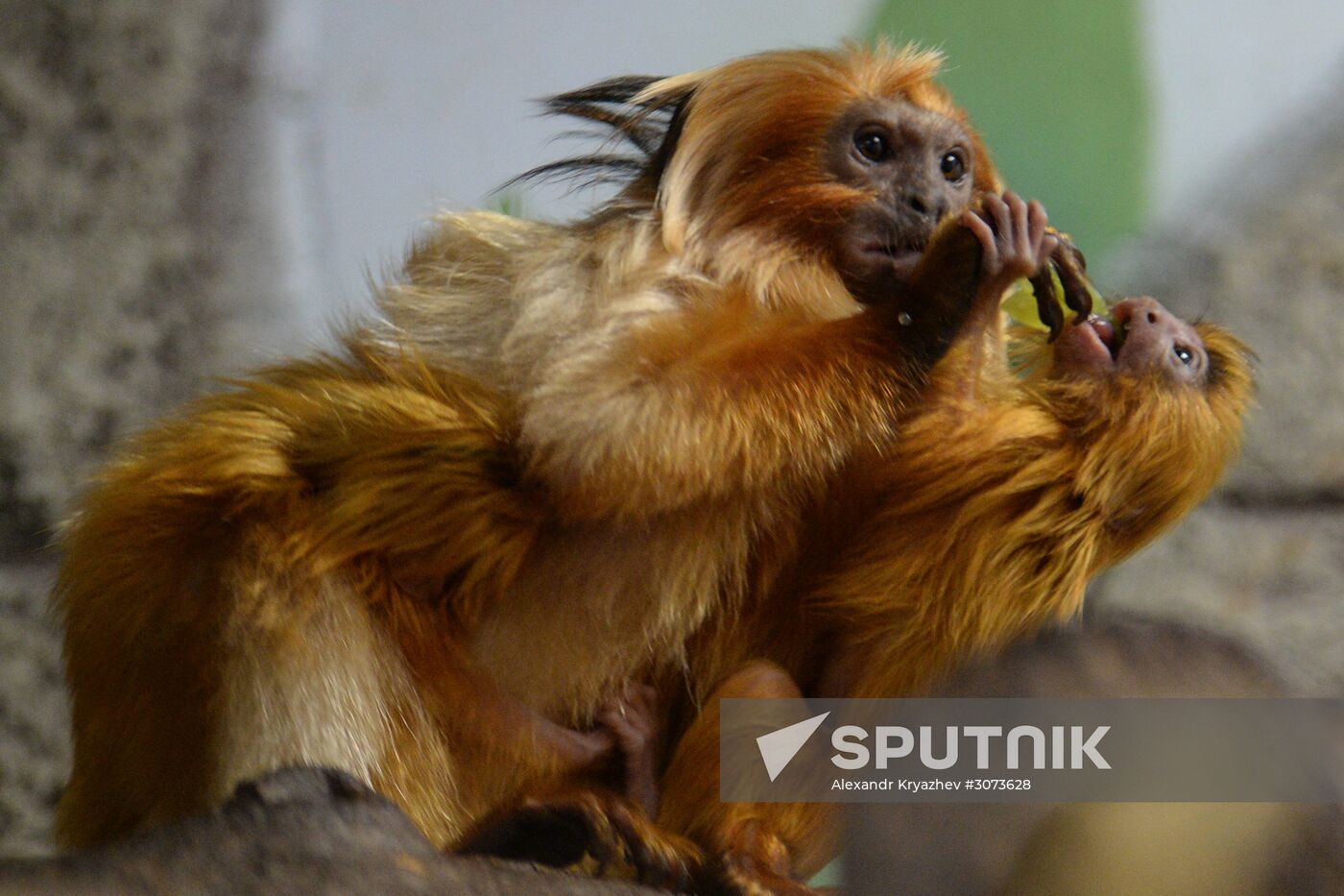 New arrivals at Novosibirsk Zoo