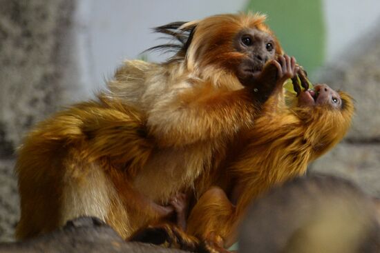 New arrivals at Novosibirsk Zoo