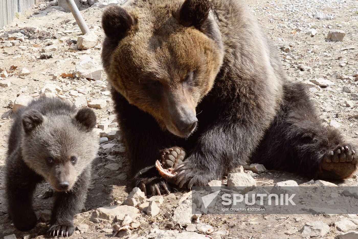 Priamursky Zoo in Khabarovsk