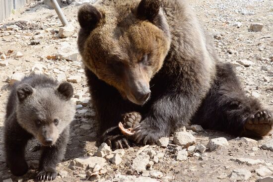 Priamursky Zoo in Khabarovsk