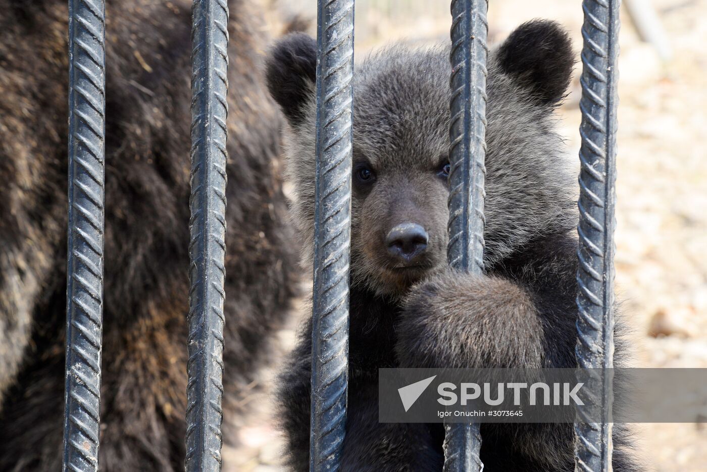 Priamursky Zoo in Khabarovsk
