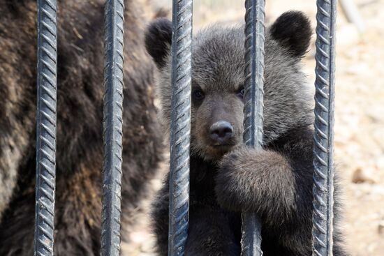 Priamursky Zoo in Khabarovsk