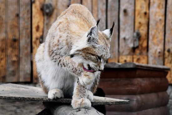 V.Sysoyev Zoo in Khabarovsk