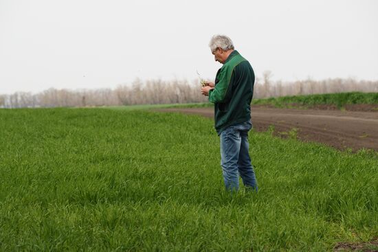 Spring sowing campaign in Krasnodar Territory
