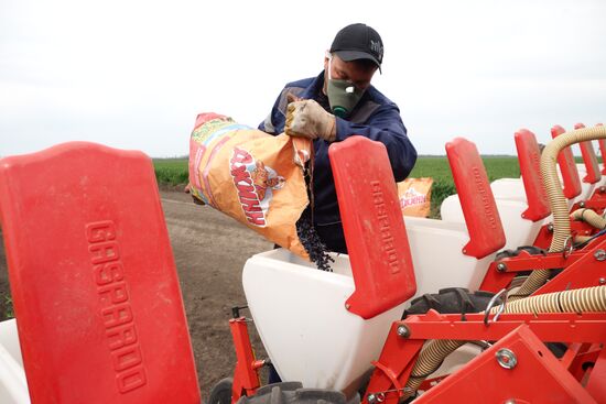 Spring sowing campaign in Krasnodar Territory