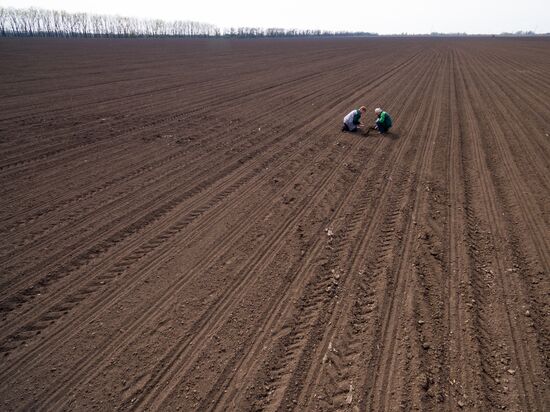 Spring sowing campaign in Krasnodar Territory