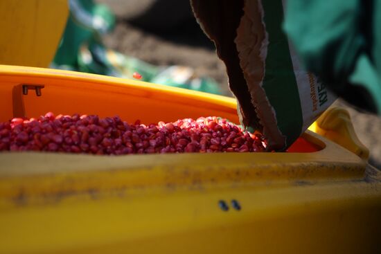 Spring sowing campaign in Krasnodar Territory