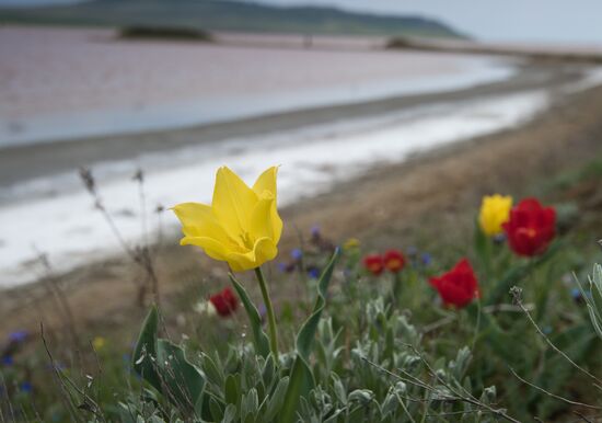 Opuksky Nature Reserve in Crimea