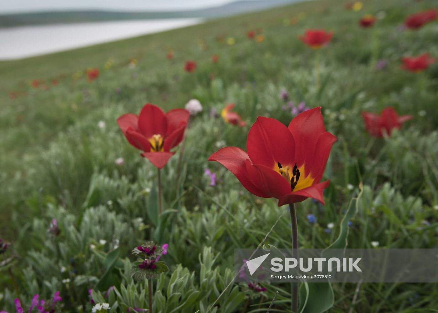 Opuksky Nature Reserve in Crimea